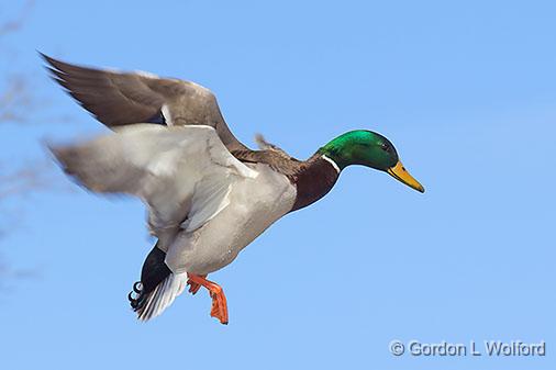 Duck In Flight_34089.jpg - Male Mallard Duck (Anas platyrhynchos) photographed at Amherstview, Ontario, Canada.